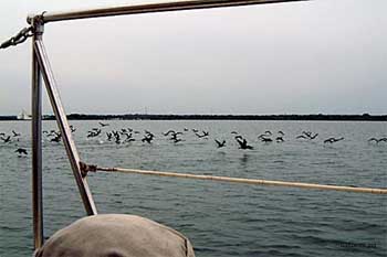 038birds